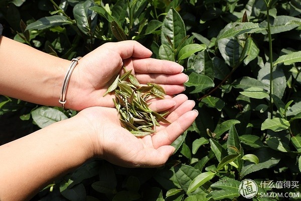 杭州游玩大作战篇一 38 的杭州 我居然去了梅家坞作死 上游新闻 汇聚向上的力量