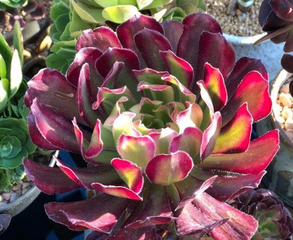 给多肉植物浸盆的好处有很多,但比浇水难,这里