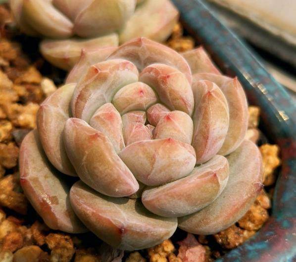 不同的多肉植物 可以采用不同的繁殖方式 让阳台变花海 上游新闻 汇聚向上的力量