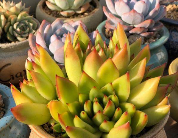 给多肉植物浸盆的好处有很多,但比浇水难,这里