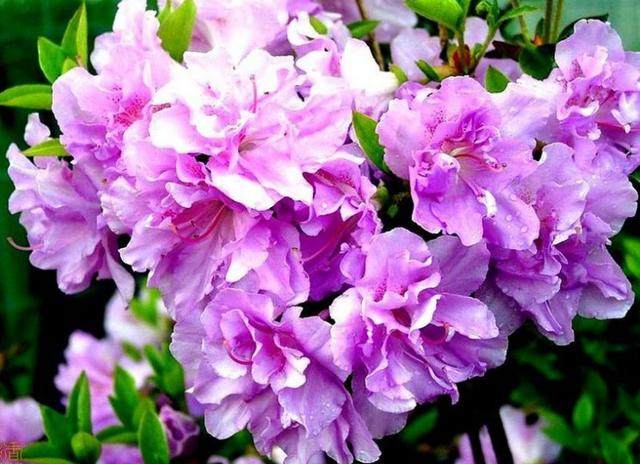 秋冬季节最不适合养的花,容易中毒,现在知道还