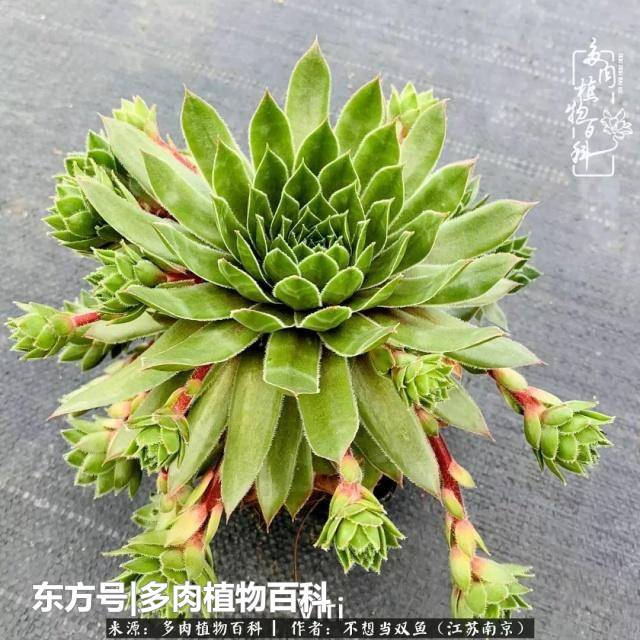 小众却很有魅力的多肉植物长生草 居然可以这么繁殖 上游新闻 汇聚向上的力量