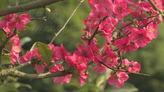 再迎初春赏花季綦江区木瓜海棠俏争春 上游新闻 汇聚向上的力量