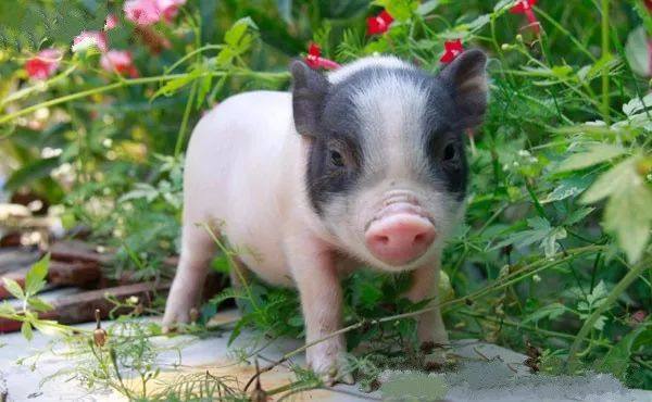 "的政策优势,荣昌高新区的畜牧科技优势,生猪交易市场的数据资源优势