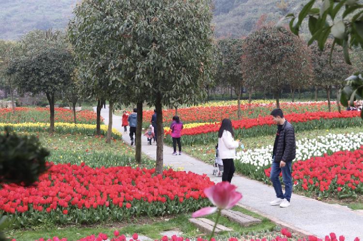 来中梁镇太寺垭森林公园邂逅百万株郁金香花海感受春天 热备资讯