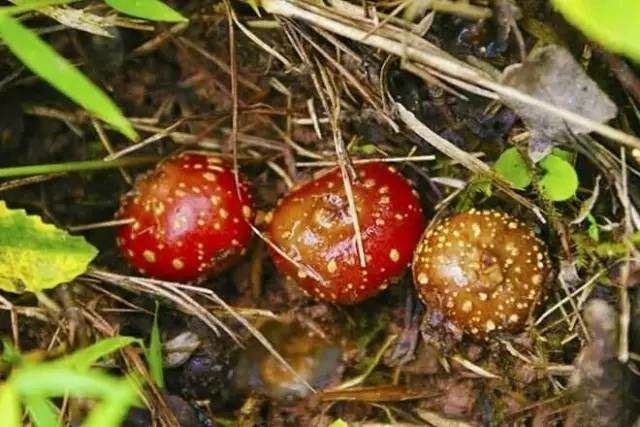 石柱的地瓜泡又熟了,你现在在哪里?