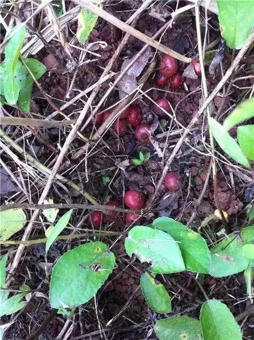 石柱的地瓜泡又熟了,你现在在哪里?