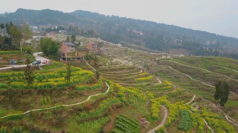 石柱县三河镇北岭山生态园负责人马德凤介绍,现在正在开放的有桃花