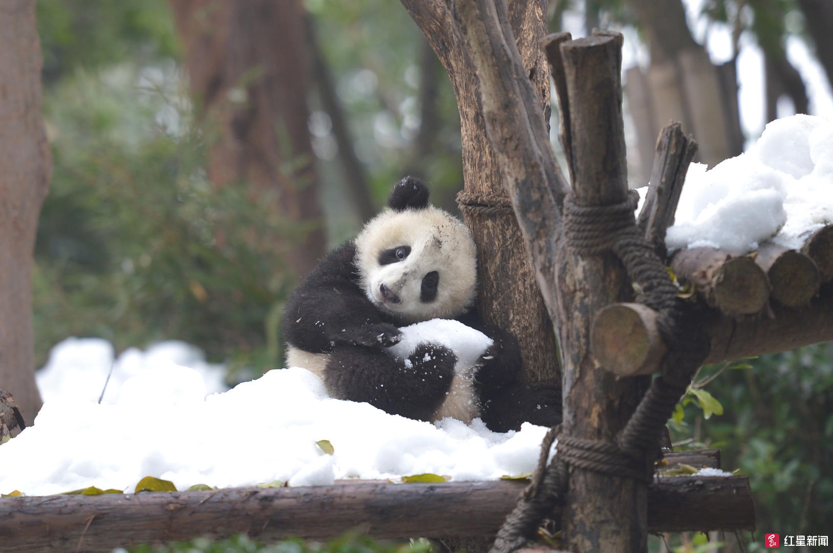 成都熊猫基地下雪了 大熊猫雪地里兴奋打滚尽显萌态 上游新闻 汇聚向上的力量