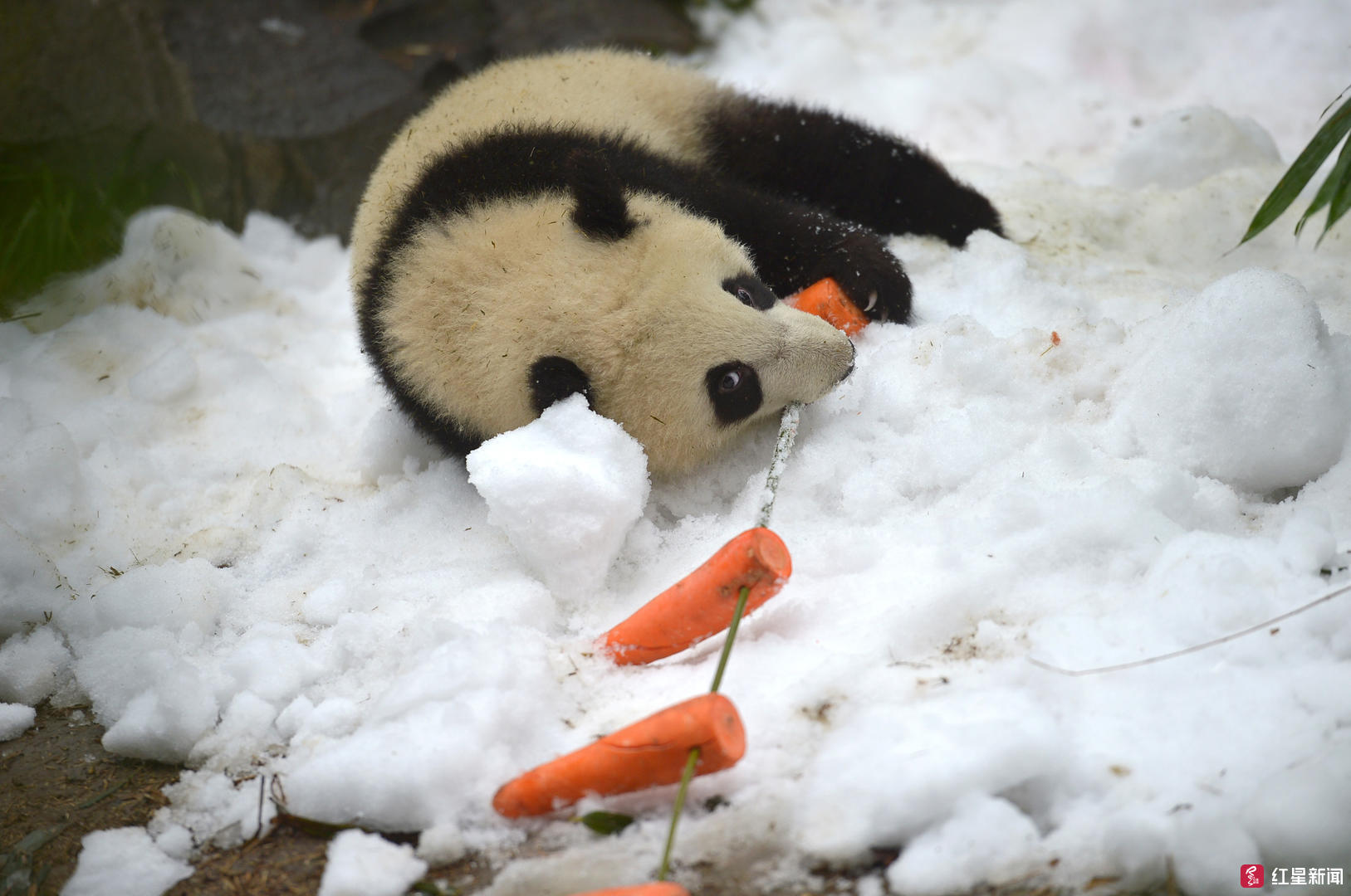 成都熊猫基地下雪了 大熊猫雪地里兴奋打滚尽显萌态 上游新闻 汇聚向上的力量