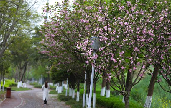 铜梁双山樱花基地图片