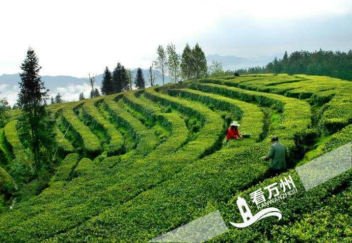 "万州区太安镇凤凰茶乡之旅"入选全国茶乡旅游精品线路