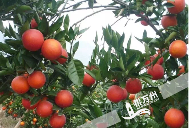 万州玫瑰香橙园被认定为市级农业科技园区