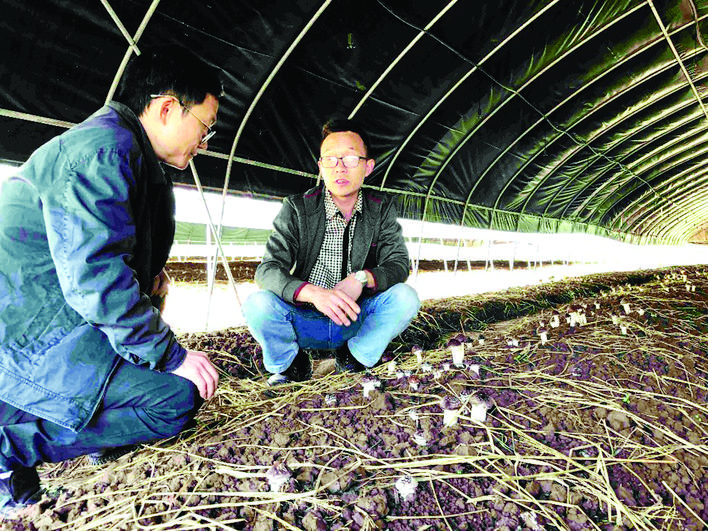 头的赤松茸记者 张倩 文/图眼下时节,郭村镇关子村5组食用菌种植基地