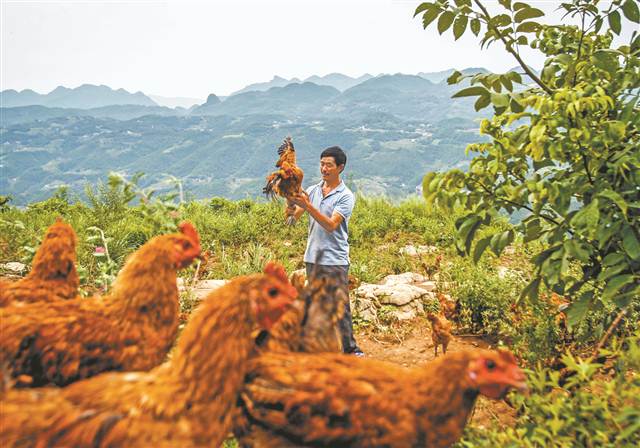 巫溪林下种养业助农增收