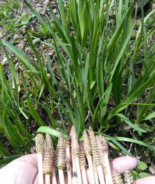 炒杂粮野菜?全家人都爱吃