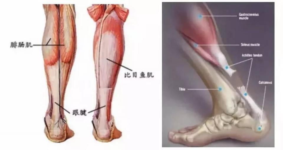 减少跑伤 从保护跟腱做起 上游新闻 汇聚向上的力量