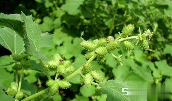 一般秋季果实成熟时采收,干燥,除去梗和叶等杂质,炒去硬刺,方入药应用