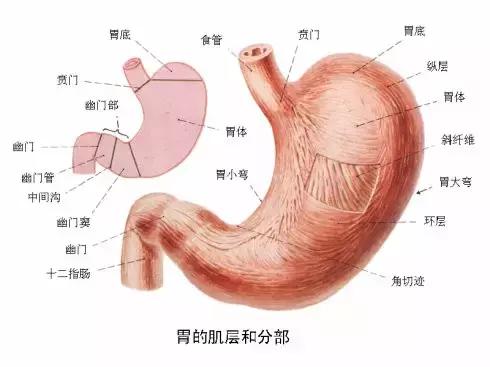 如果你身邊有人胃不好趕緊存起來吧