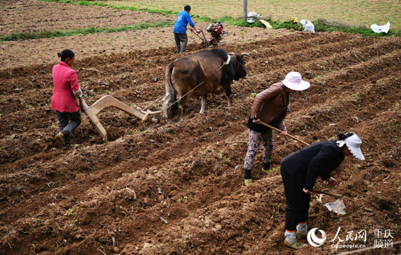 4月10日,酉阳县黑水镇马鹿村,村民正在忙碌着犁土,铺盖地薄膜.