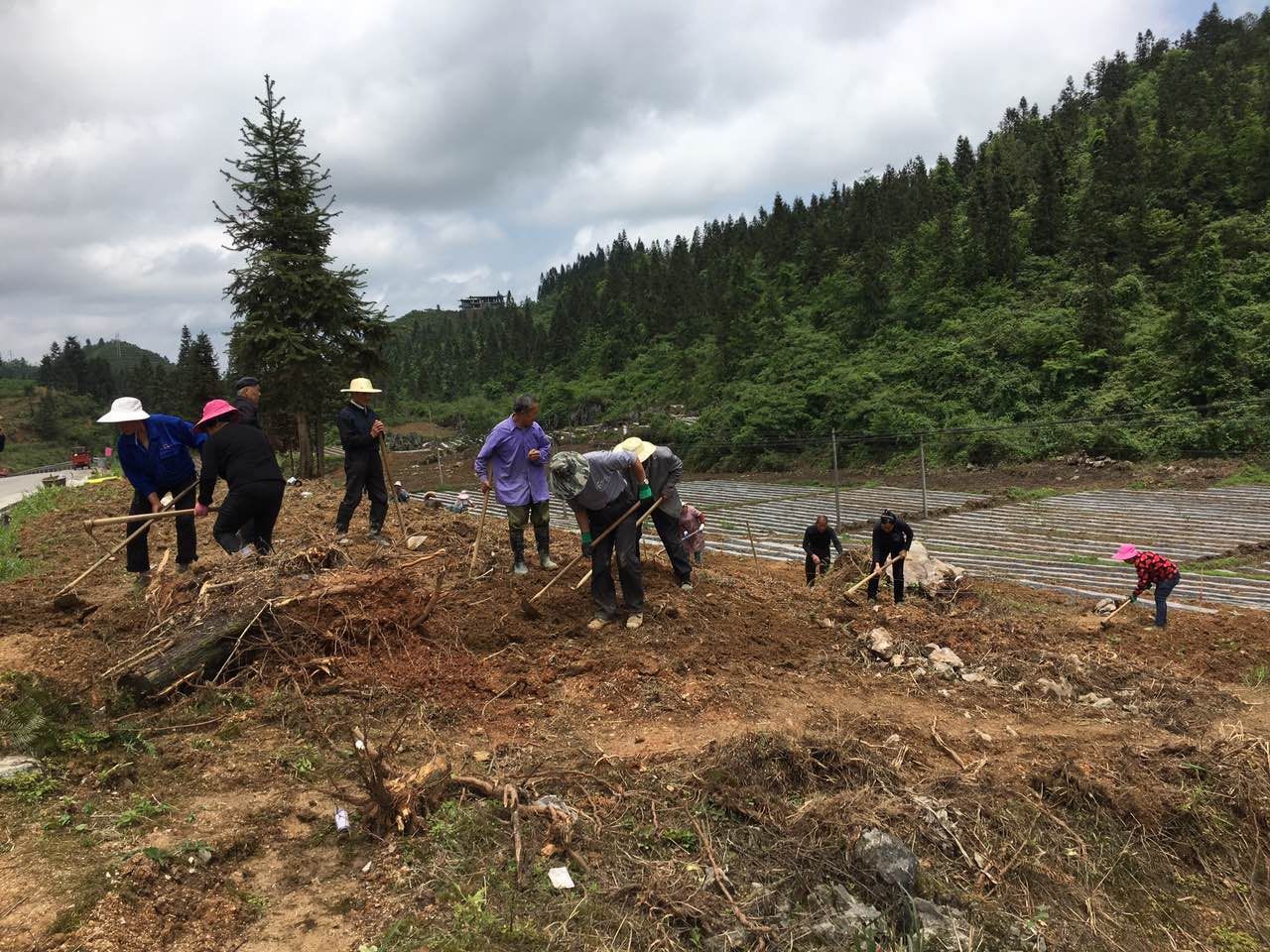 木叶乡梨耳村 高山农事正当时村民忙着种菊花 上游新闻 汇聚向上的力量