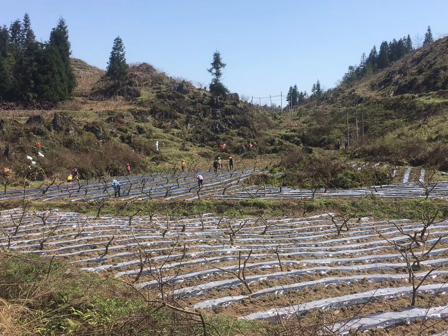 木叶乡梨耳村 高山农事正当时村民忙着种菊花 上游新闻 汇聚向上的力量