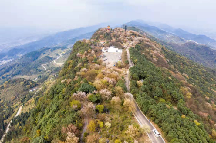 这个妇女节去云龟山赏樱花盛放