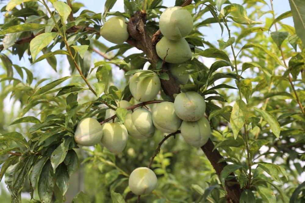 渝北古路"仙桃李"可以采摘啦 -上游新闻 汇聚向上的力量