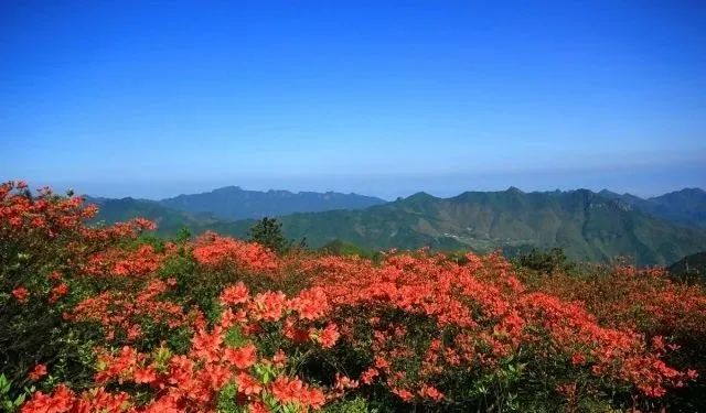 云阳凤凰花果山景区图片