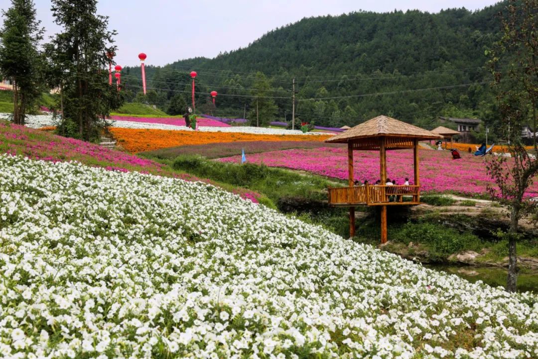 云阳凤凰花果山景区图片