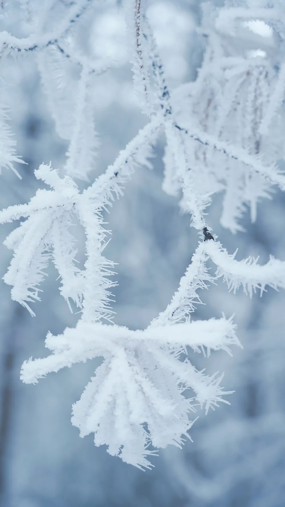 真实雪景图片2020图片