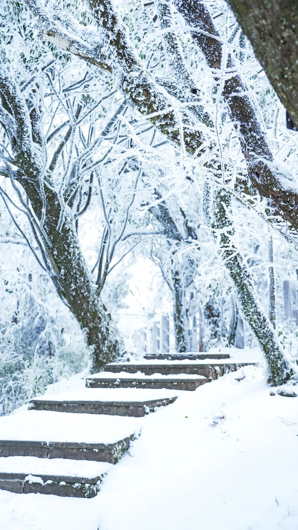 重庆这个地方的雪景 每一帧都美成明信片