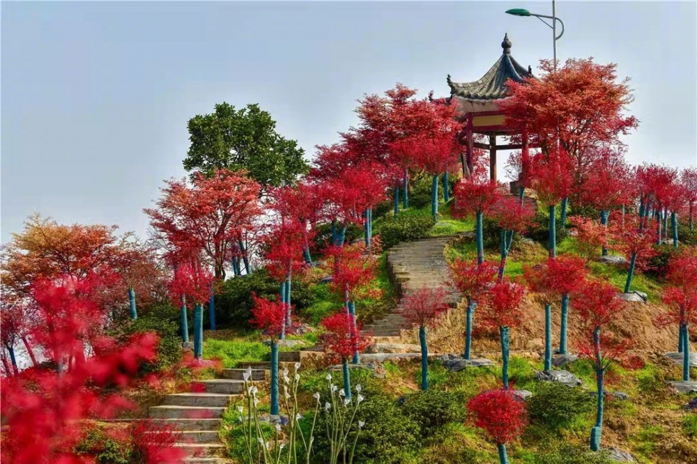 重庆巴南旅游景点红枫图片