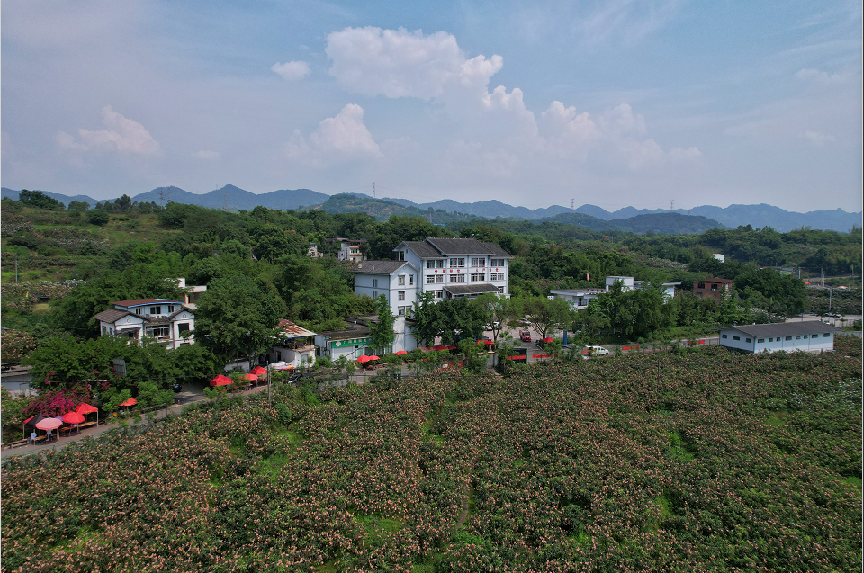 广阳镇枇杷基地图片