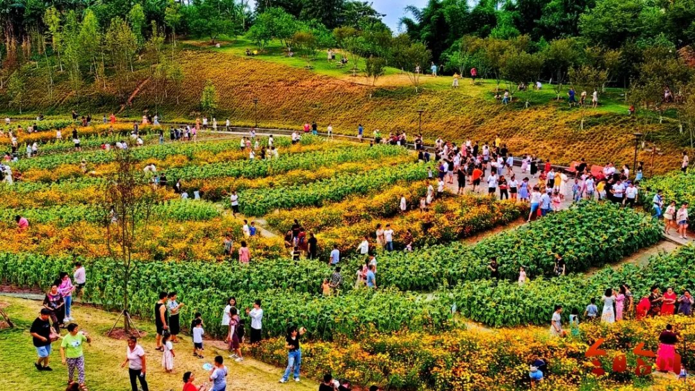 合川云门花海图片