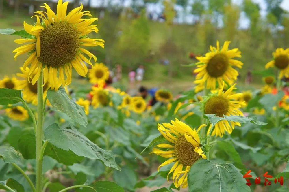 合川云门花海图片