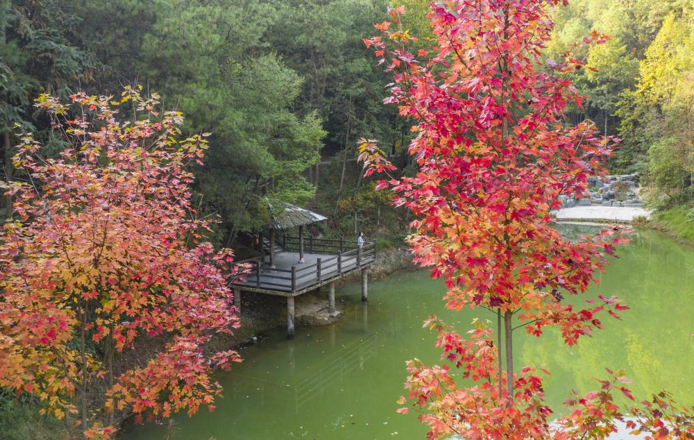 层林尽染九凤瑶池风景美如画