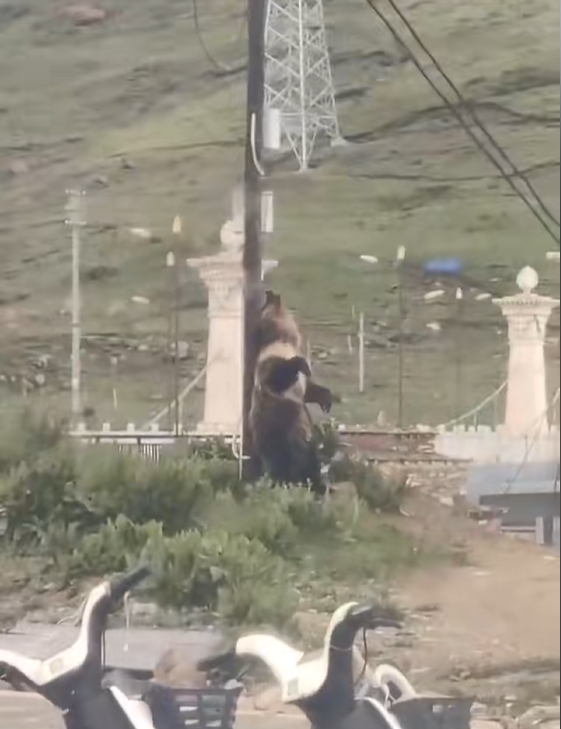 熊游戏出没之熊大大快跑_2米围墙铁门_西藏回应县城中心频频熊出没