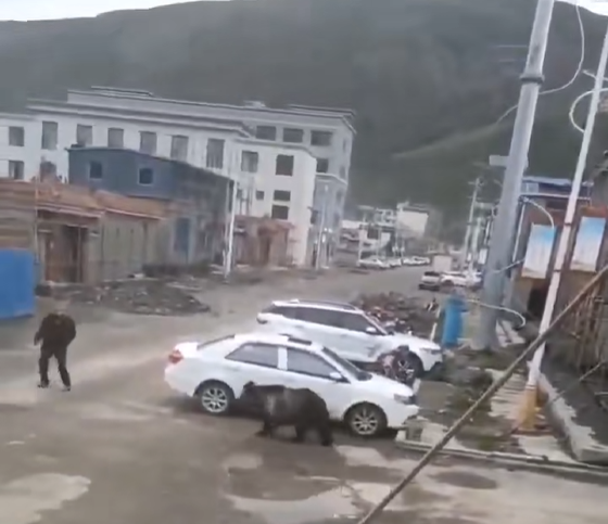 西藏回应县城中心频频熊出没_熊游戏出没之熊大大快跑_2米围墙铁门