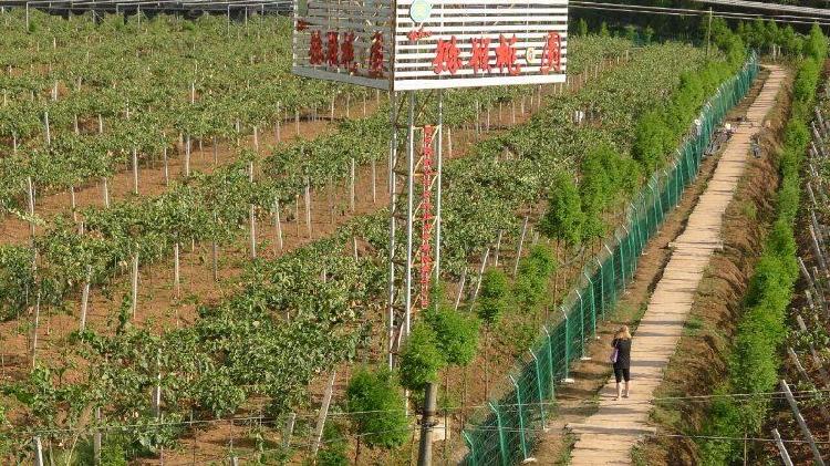 003  大足季家镇柏杨村银奇心猕猴桃基地   重庆银奇心生态农业开发有限公司  供图 .jpg