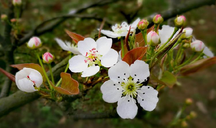 约 美丽花岩赏 千亩花雪 3月9日重庆潼南梨花旅游文化节盛大开幕 上游新闻