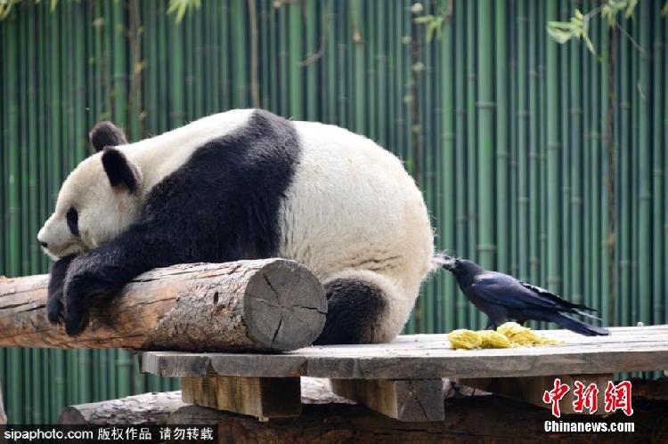 乌鸦拔大熊猫毛发搭窝!确认过眼神,不敢惹...