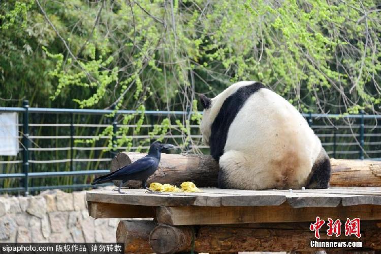 乌鸦拔大熊猫毛发搭窝!确认过眼神,不敢惹...