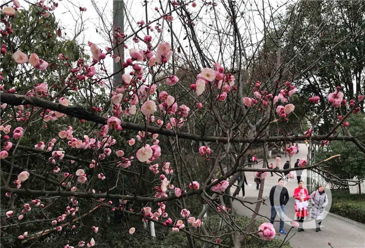 今日立春花开正好 上游新闻 汇聚向上的力量