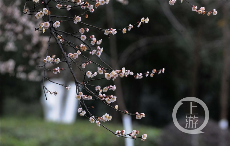 今日立春花开正好 上游新闻 汇聚向上的力量