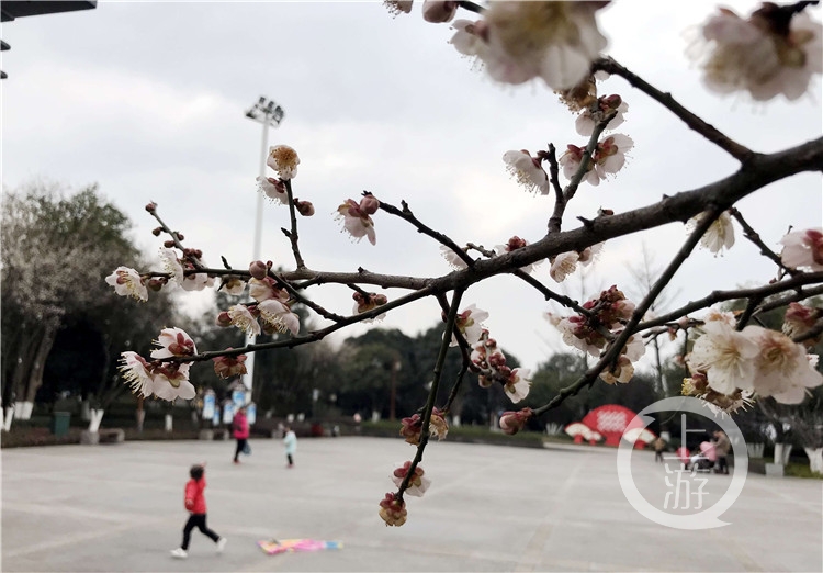 今日立春花开正好 上游新闻 汇聚向上的力量