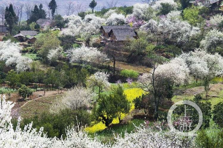 一是大溪赏樱花,李花;二是文峰观—周家赏李花;三是小三峡—大昌赏