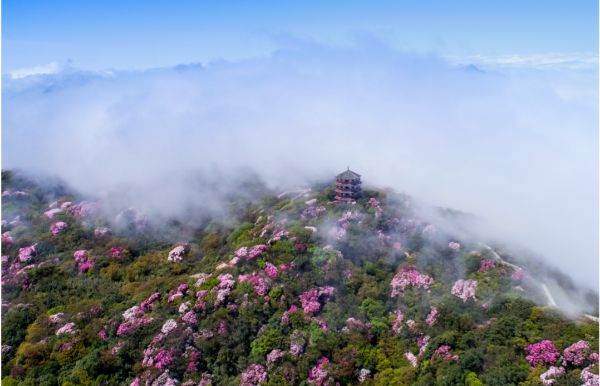 金佛山春天的美景图片