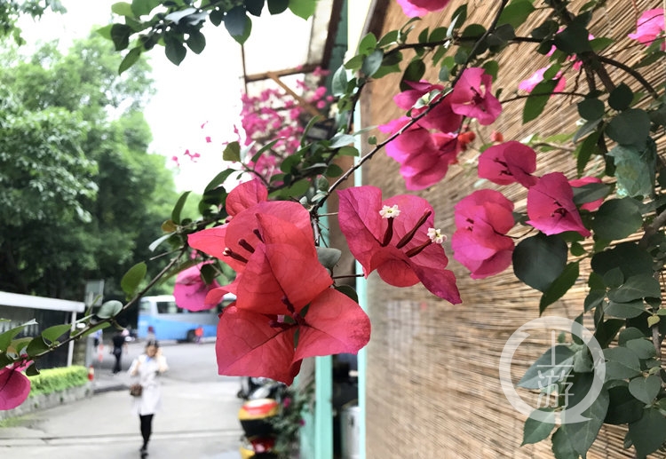 12日，主城街头三角梅静悄悄地盛开，热烈的色彩仿佛在迎接夏天的到来。_副本.jpg