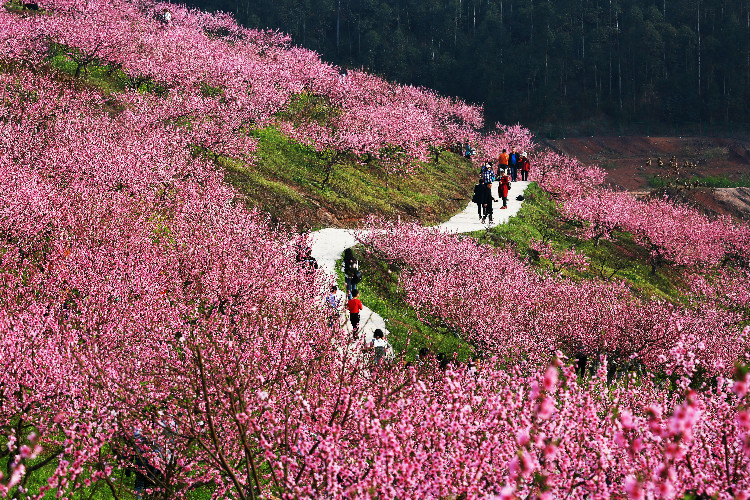 永川五间花海最好玩图片